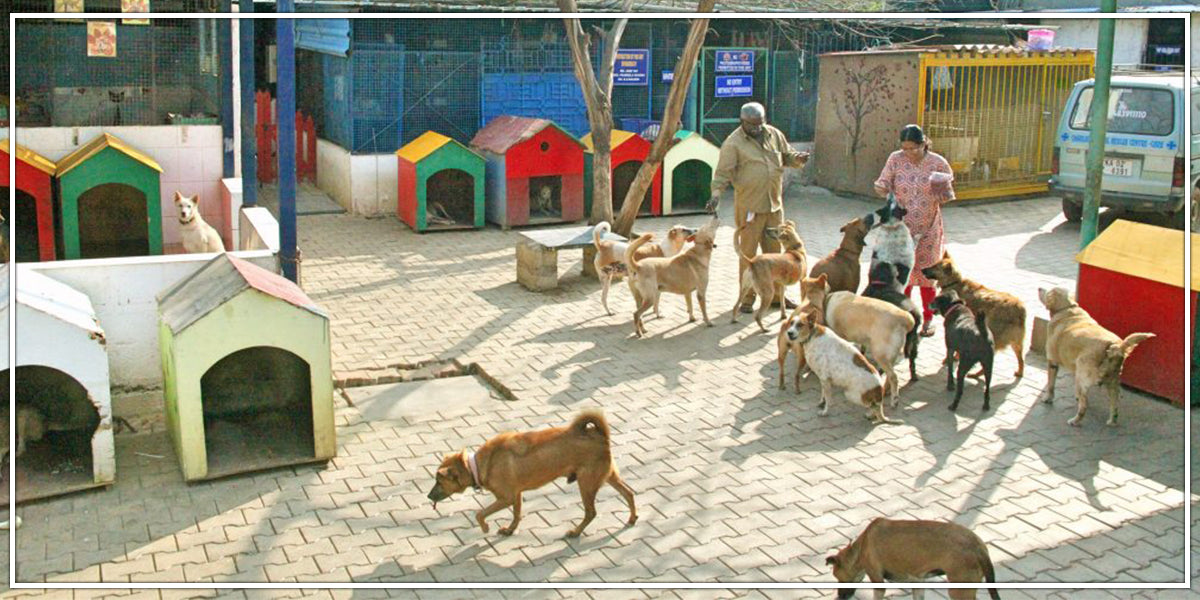 animal shelter in india 