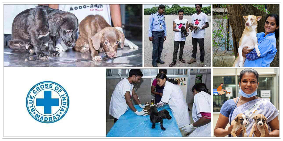 animal shelter in india 