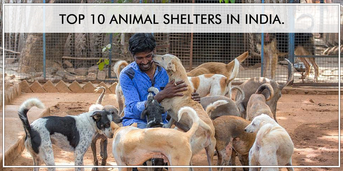 animal shelter in india 