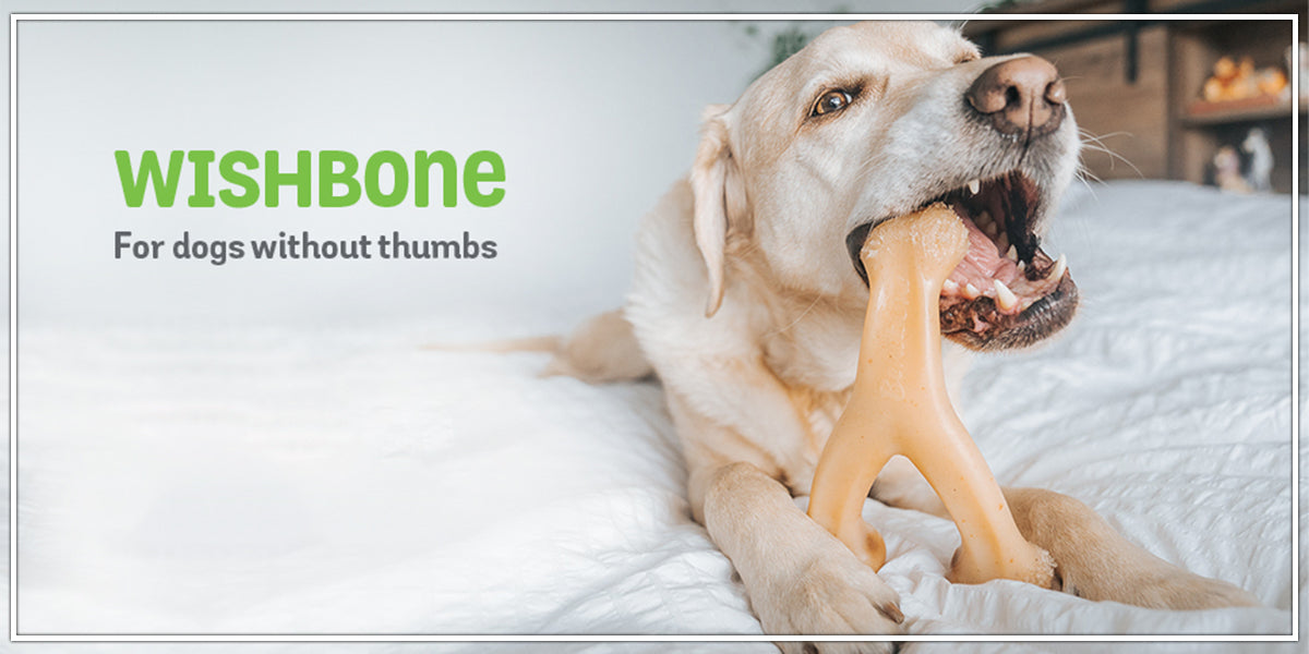 Benebone wishbone