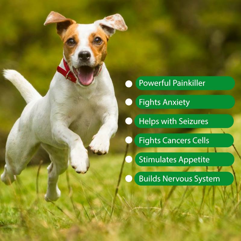 how to stimulate your dogs appetite cbd