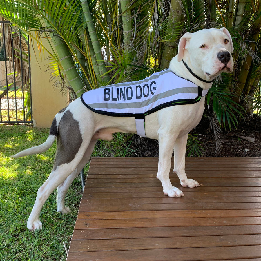 best harness for blind dog