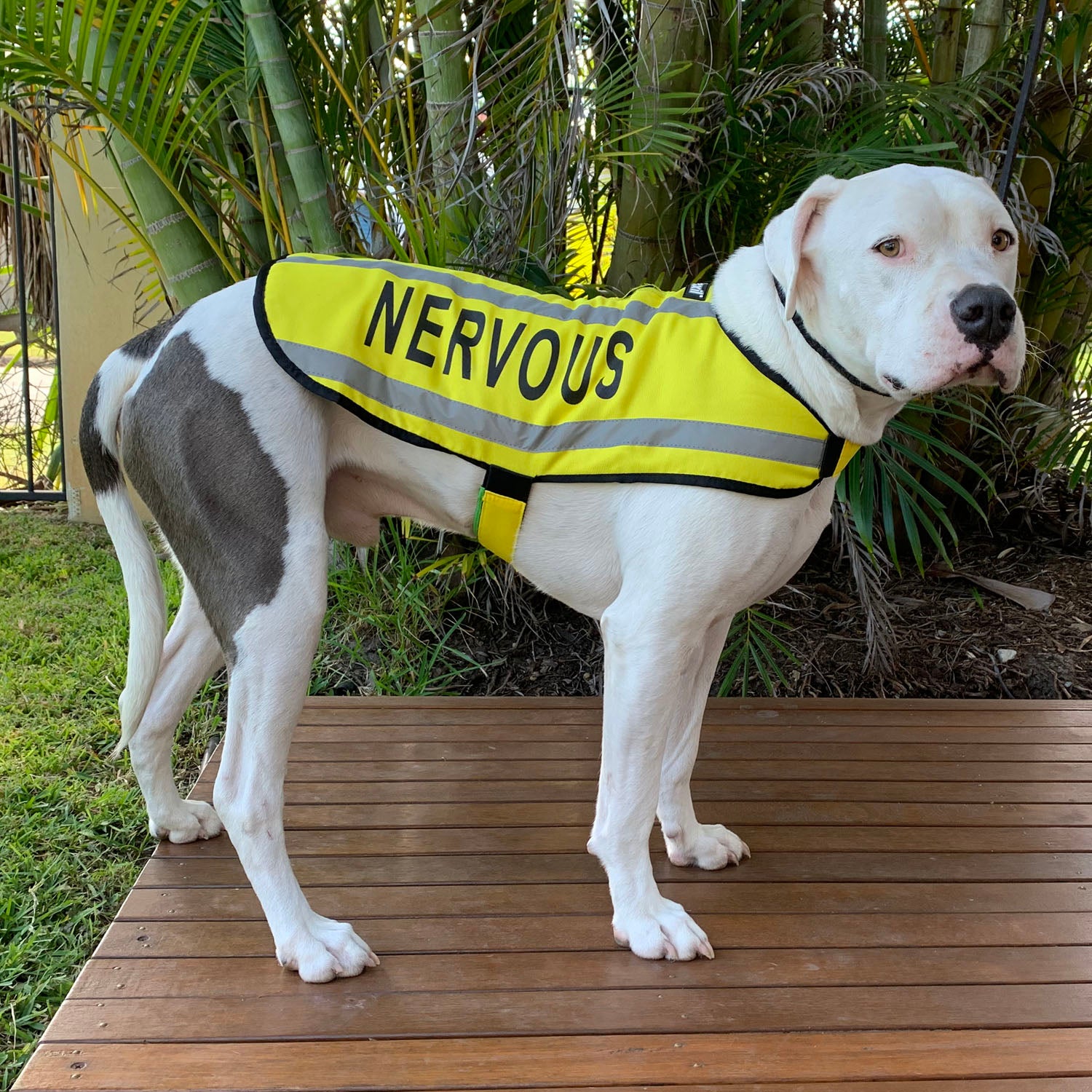 nervous dog coat