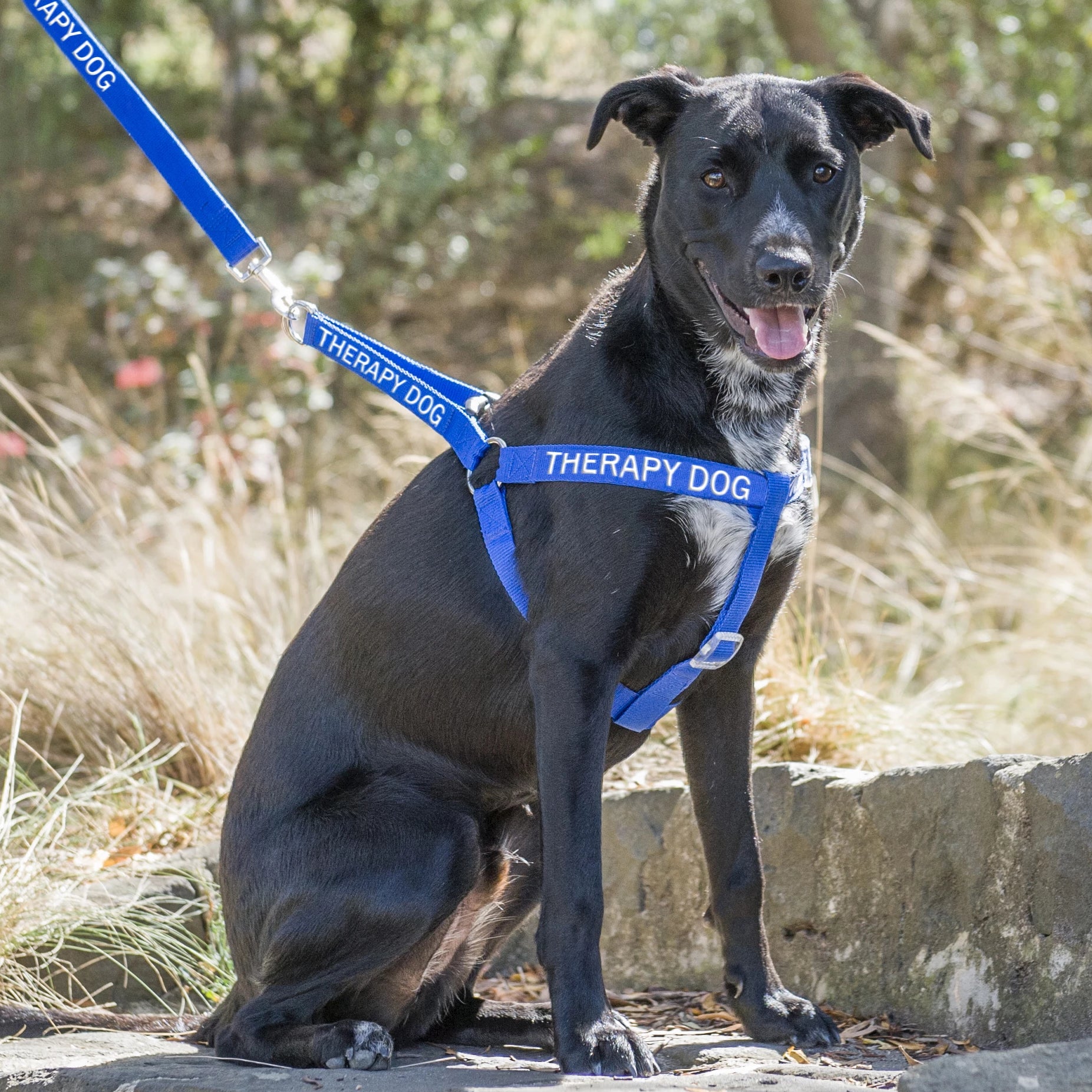 dog strap harness