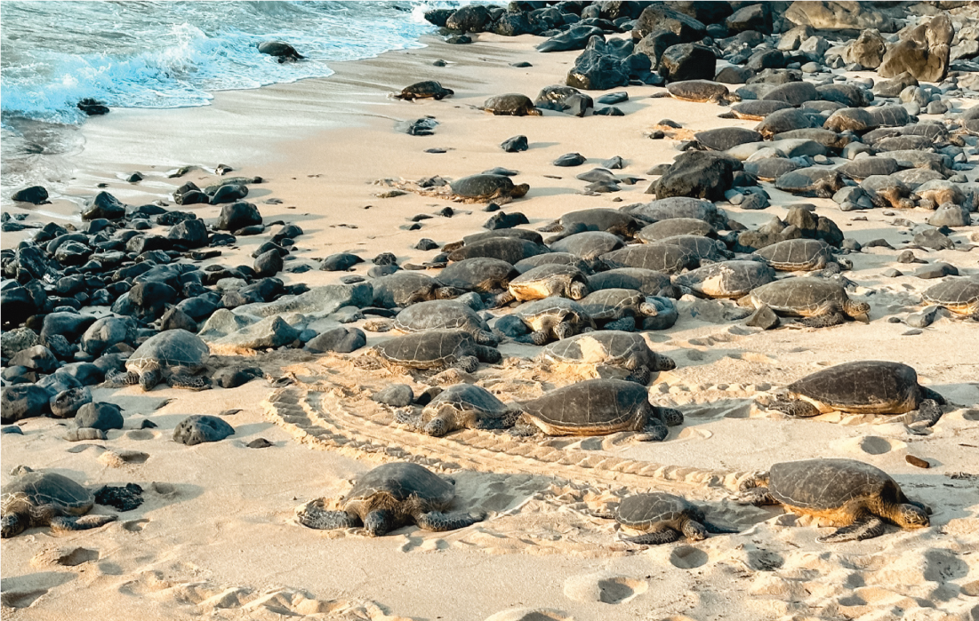 Jess and Adam, owners of Hello Adorn visit Ho'okipa Beach in Maui, Hawaii to see sea turtles.