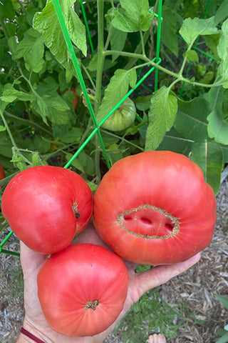 Tomatoes from Gabe's garden.