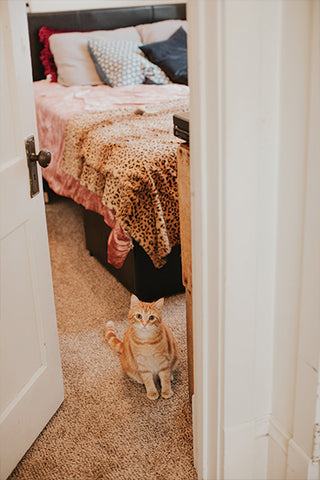 Cat in bedroom.