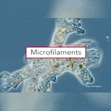 Microfillament