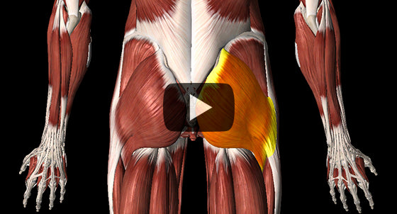 Glute Maximus