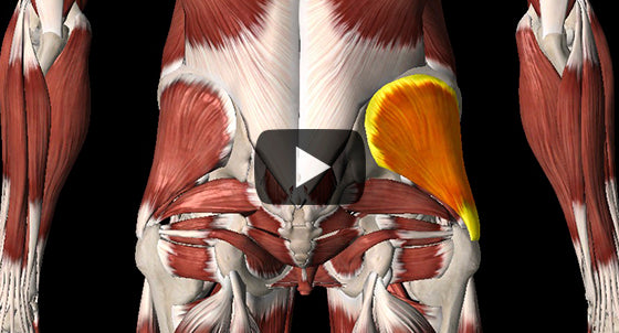 Glute Medius