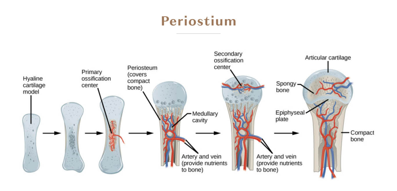 Periostium