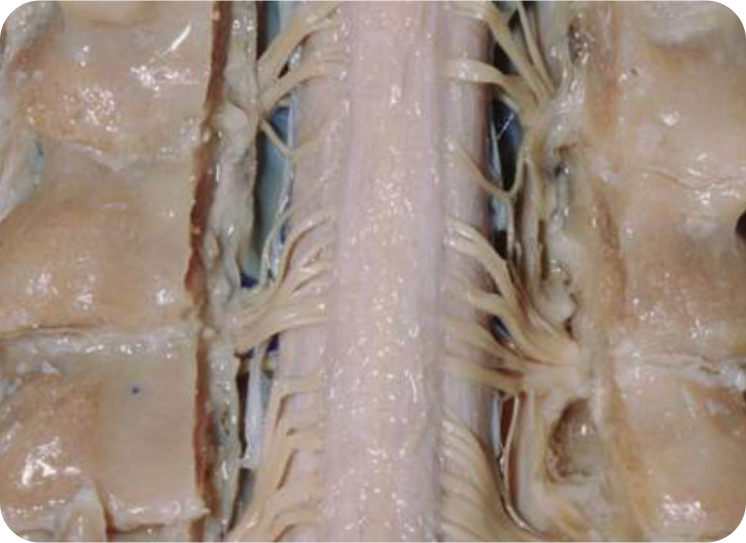 Fascia Spinal Straw