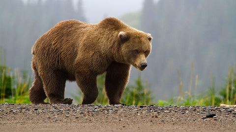 Grizzly Bear (taken for the US National Park Service by Kevyn Jalone)