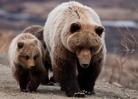A mother Grizzly (sow) with her cubs
