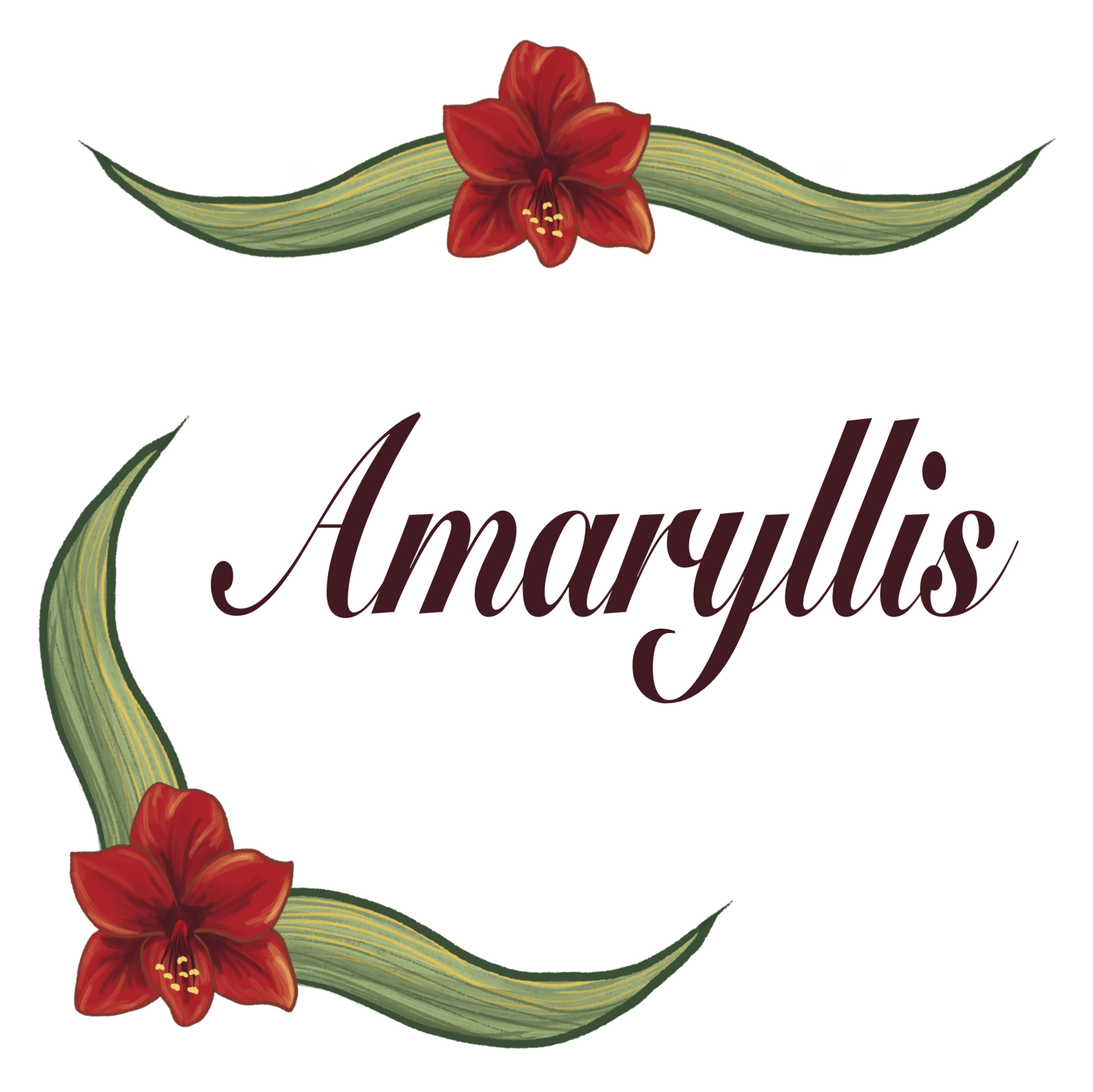 amaryllis border