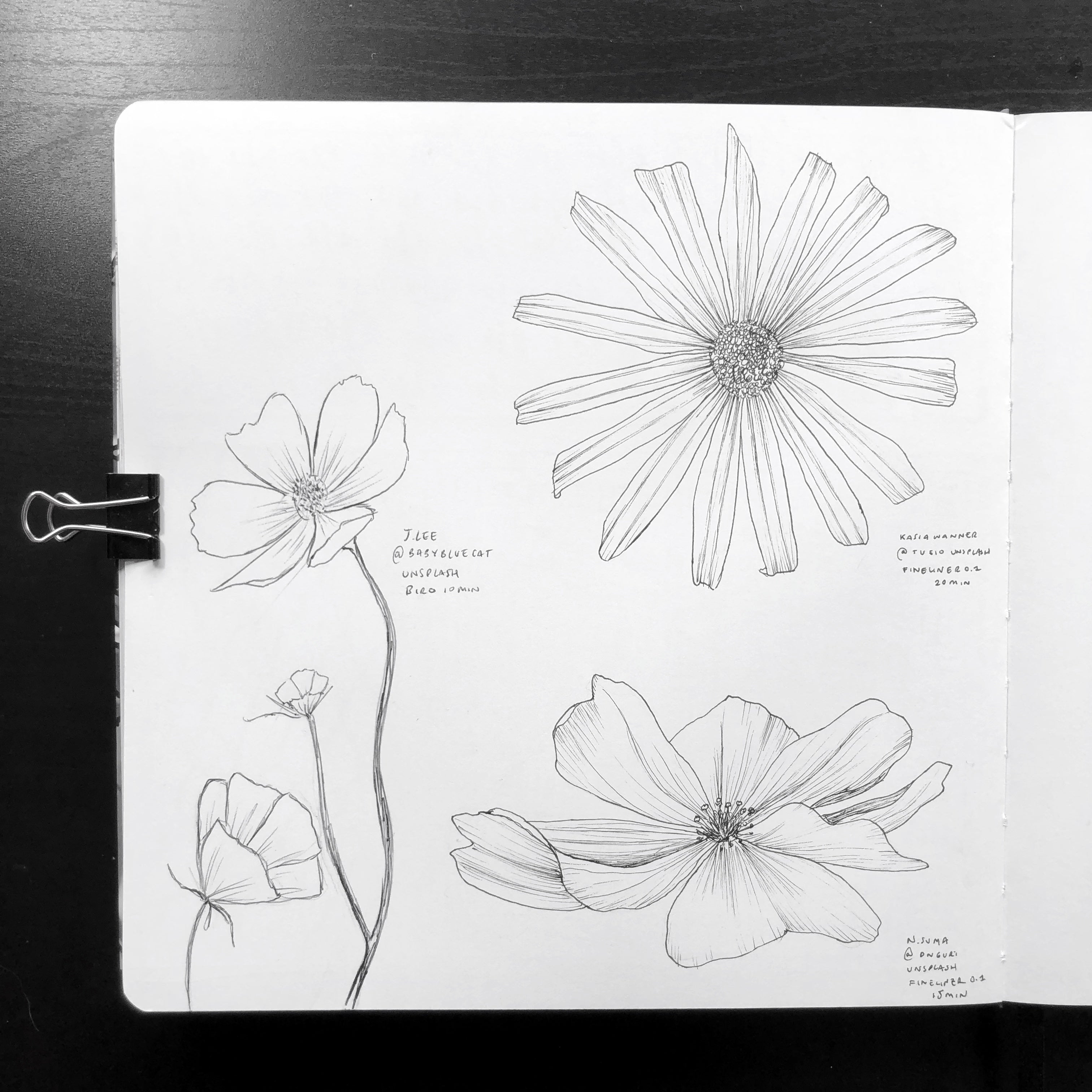 floral sketches