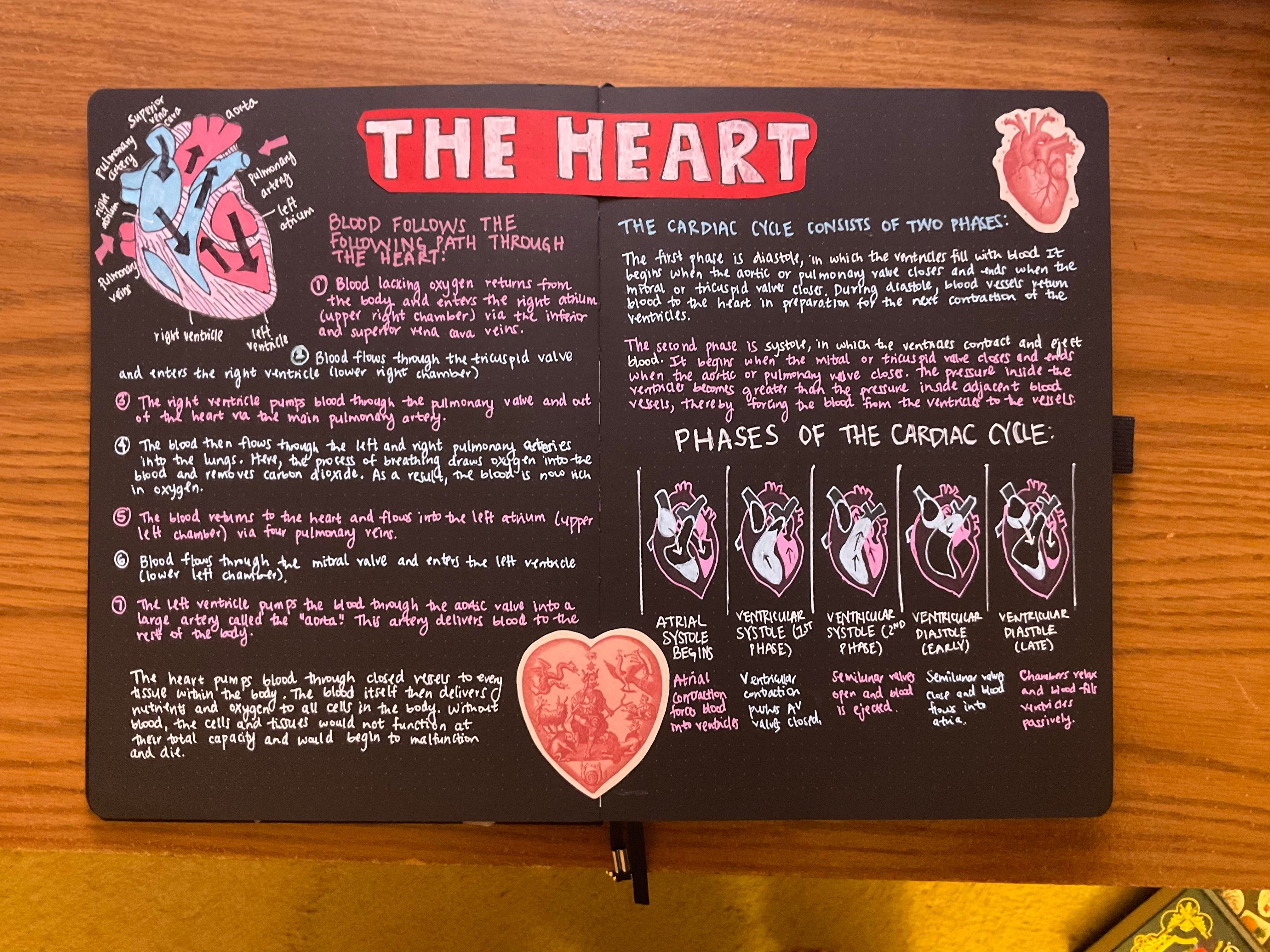 finished academic spread on the human heart