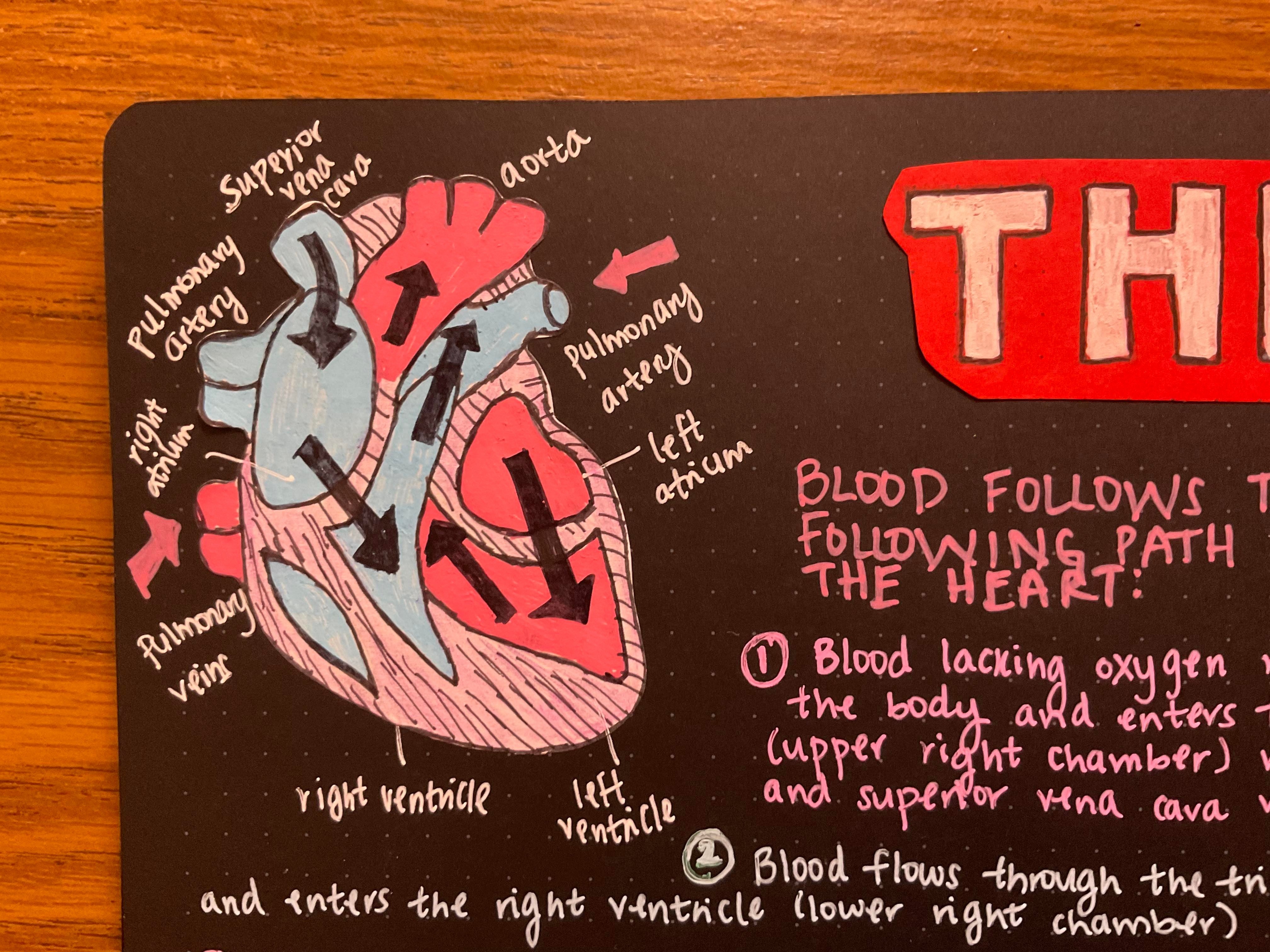 sticker drawing of a human heart with arrows for blood flow and each part of the heart labelled