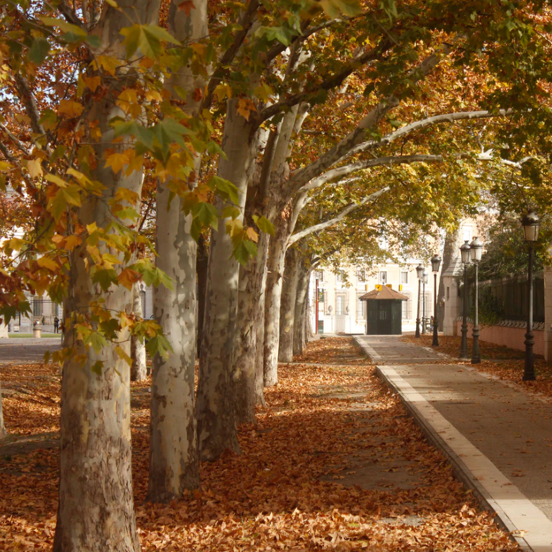 Fall leaves on a street