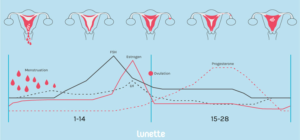 Menstrua cycle and hormones