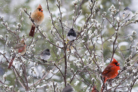 winter birds