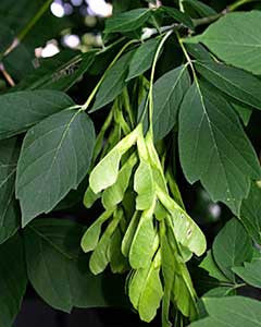 Boxelder pods