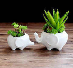 Elephant succulent plants