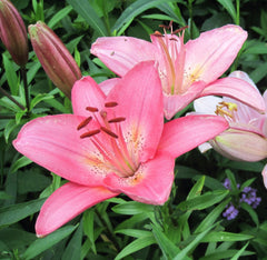 pink lily