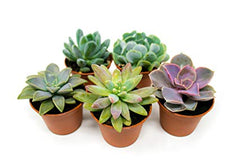 Succulent plant collection