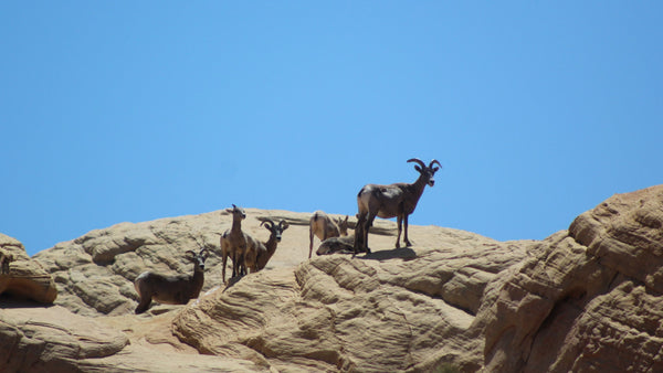 Valley Of Fire Big Horn Sheep