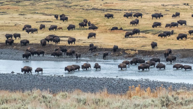 Yellowstone National Park Buffalo Herd