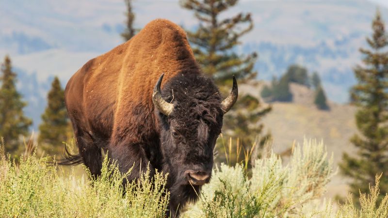 American Buffalo / Bison