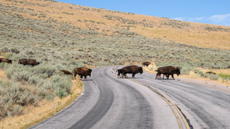 Antelope Island State Park Buffalo