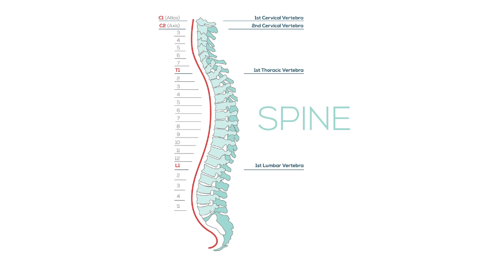 Spinal Cord - Cervical Lumbar Thoracic Spine Regions
