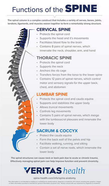 Functions of the spine courtesy of Veritas Health Cervical Thoracic Lumbar