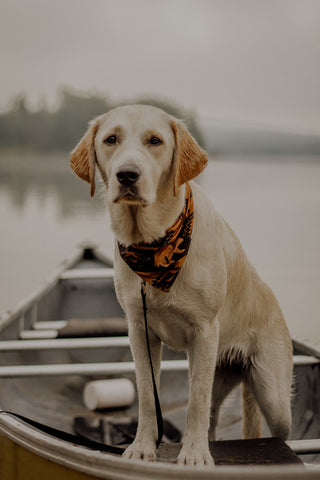 Algonquin, Outblog by The Great Outdogs @dogguide_arkell