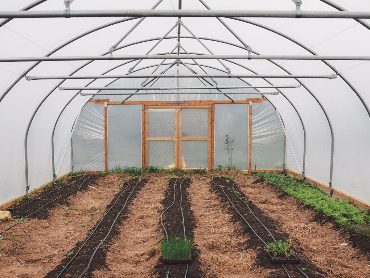 Outside Devon Polytunnel