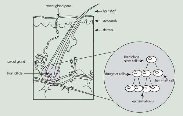 Stimulating-stem-cell-regeneration-diagram
