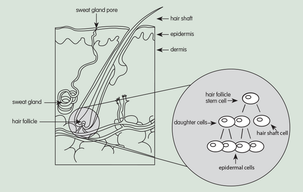 cellular regeneration