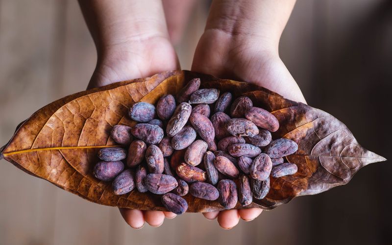 cacao seeds