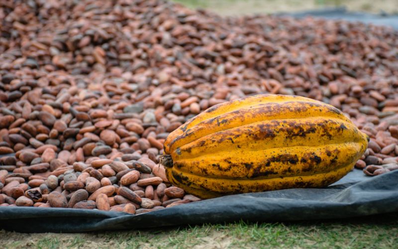 cocoa seed pod