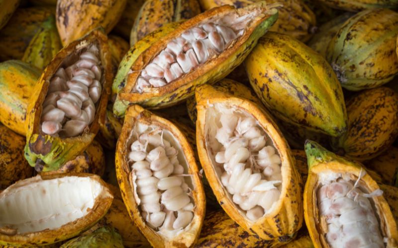 raw cacao seeds