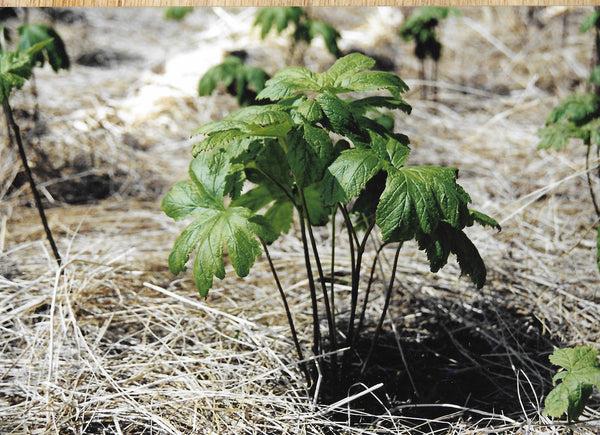 goldenseal root