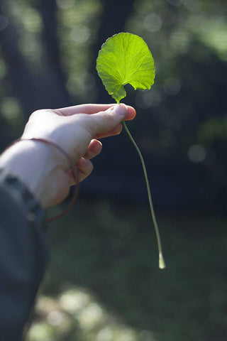 gotu Kola leaf