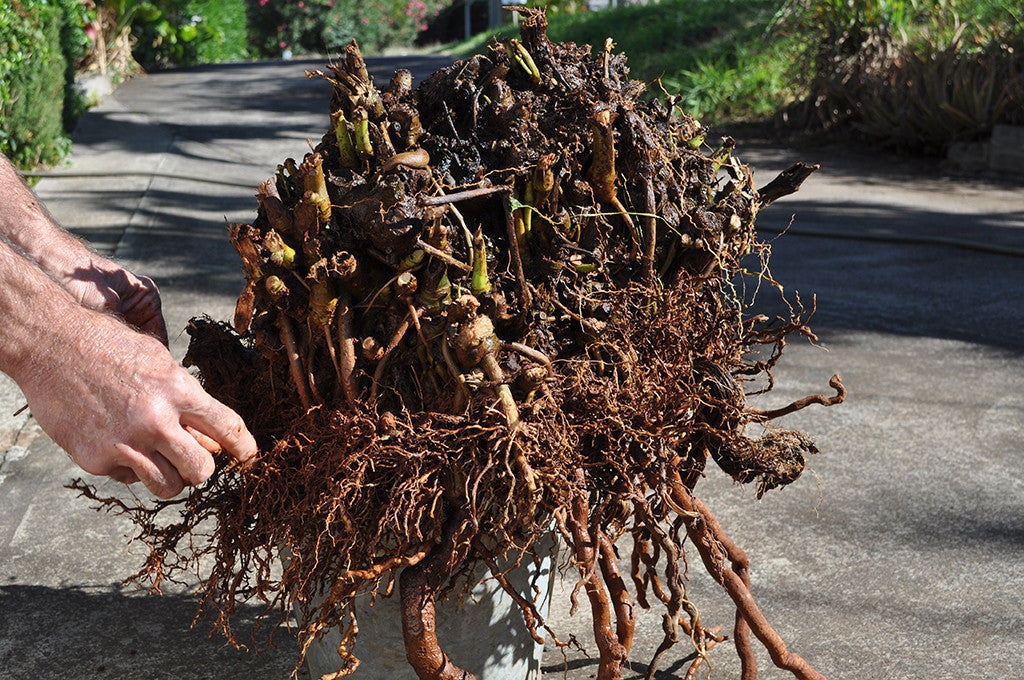 Kava Plant