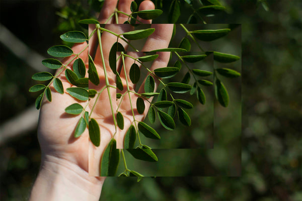 Moringa Leaf