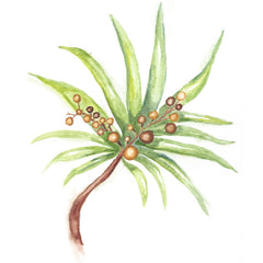 Saw Palmetto