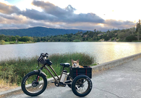 A dog sits in the rear basket of an electric Fat trike, while the sun is setting in the background