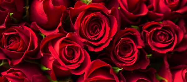 Roses pour la Saint Valentin