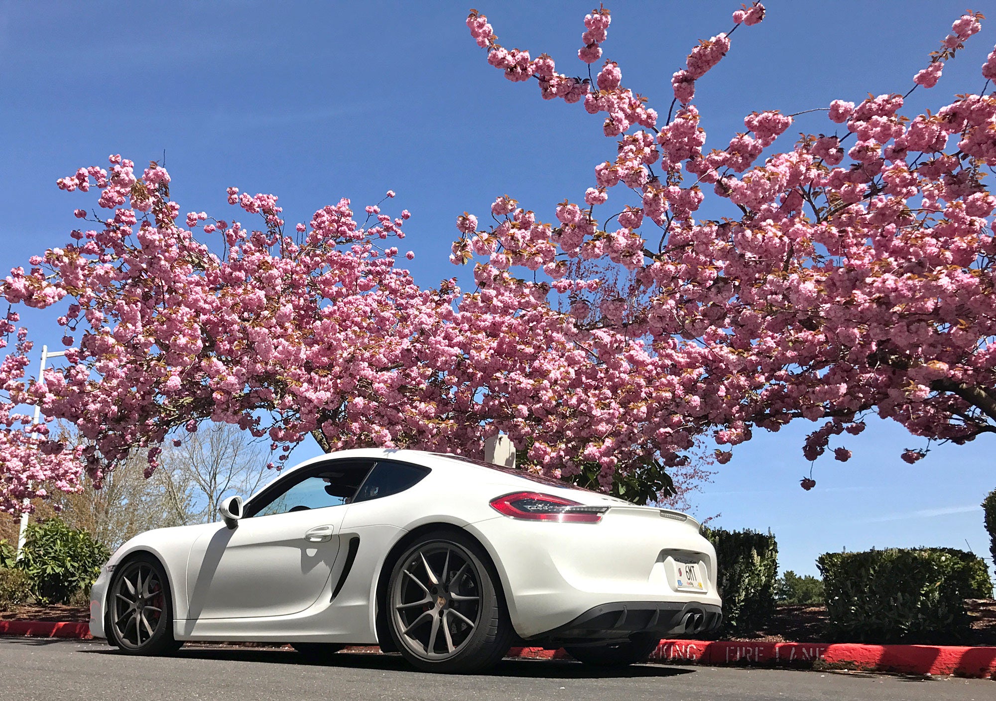 H&T Daily 981 Porsche Cayman S with Pink Magnolia Blossoms